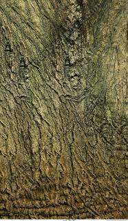 wood tree bark 0006